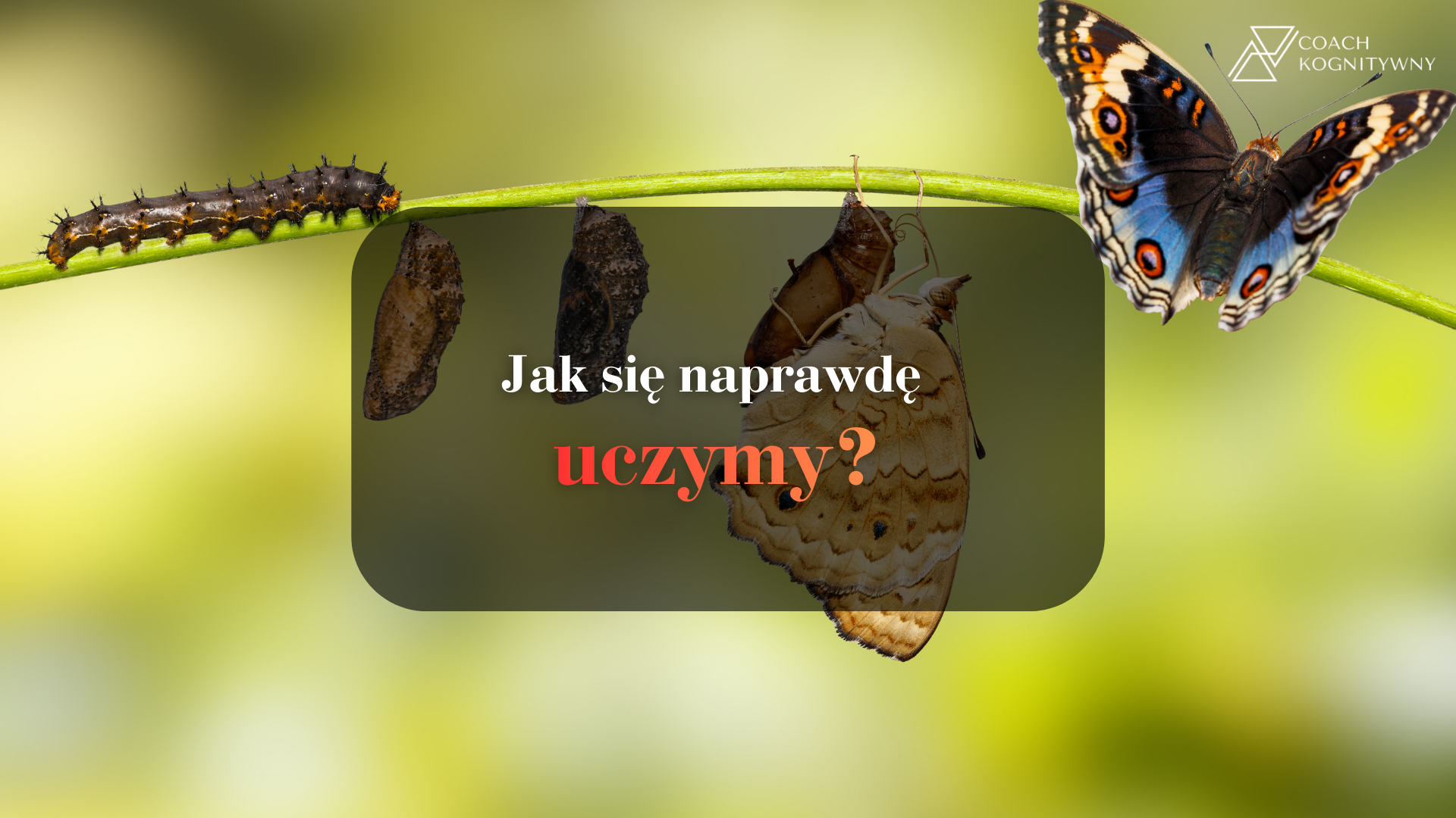 Jak się naprawdę uczymy? Cykl, który zmienia wszystko